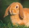 Lop Eared Rabbit, 2.jpg