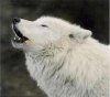 albino wolf.jpg