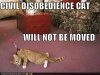 funny-pictures-civil-disobedience-cat.jpg