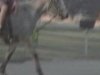 Horses in Scarville 2012 002.jpg