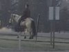Horses in Scarville 2012 003.jpg