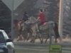 Horses in Scarville 2012 004.jpg