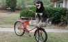 Cycle truck Dog.jpg