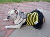 Chesty Bee 2.jpg