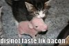 214814d1288280814-mother-law-appreciation-funny-pictures-kitten-tastes-uncooked-bacon1.jpg