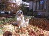 Dogs & Fall Leaves.jpg