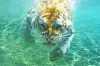 tiger under water.jpg