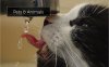 cat drinking water.jpg