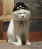 bowl-hat-cat.jpg