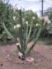 AZ Cactus.jpg