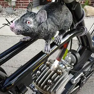 Yeah, it's a rat! ;)