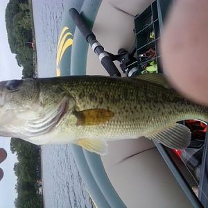 A medium sized fresh water large mouth bass caught him July 19th, 2014, definitely a keeper and will be eating it tonight along with the larger one wi