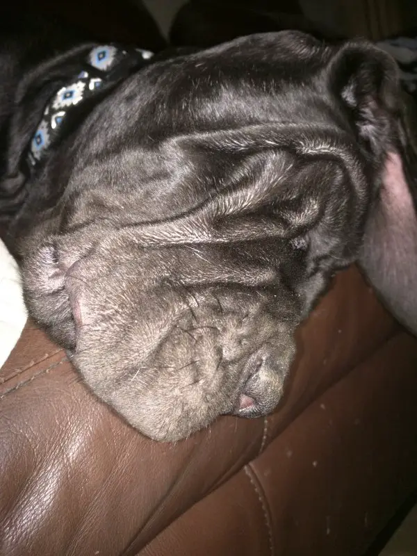 8-13-19 021.jpg 8-13-19 021.jpg