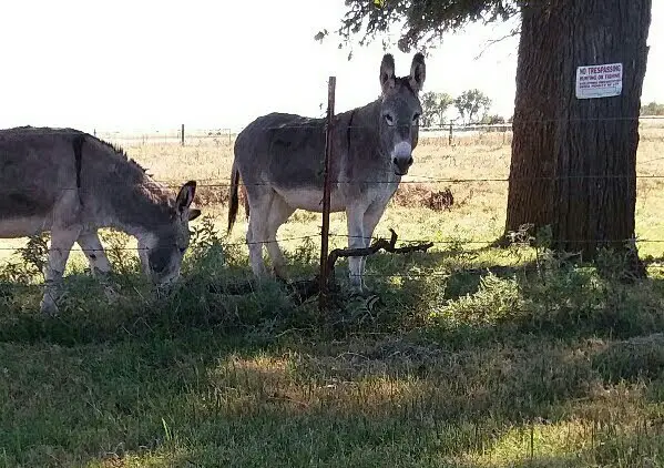 cruz burros.jpg