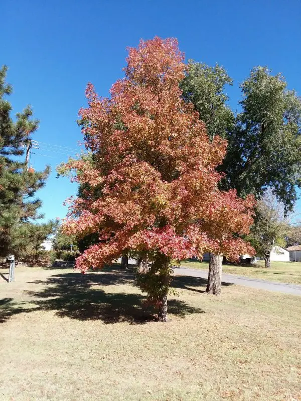 fall color.jpg