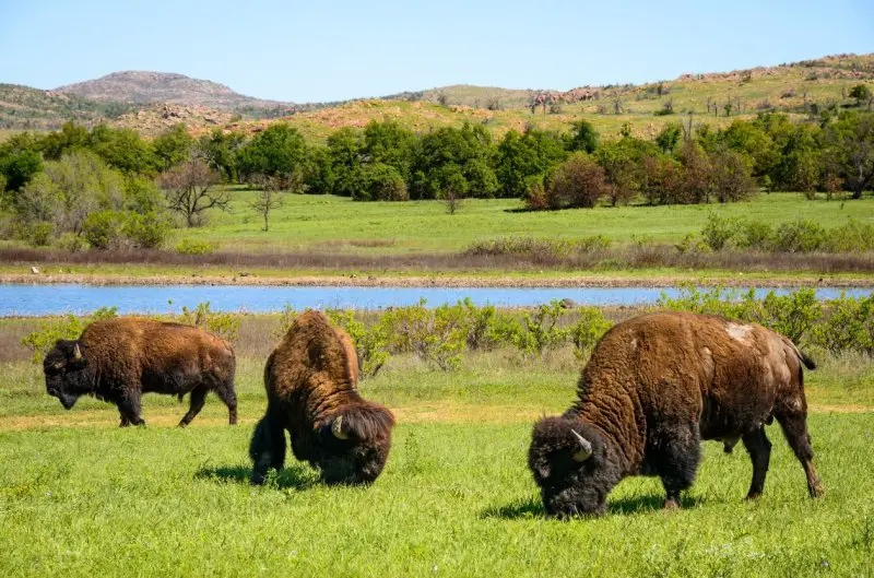 Wichita Bison.jpg