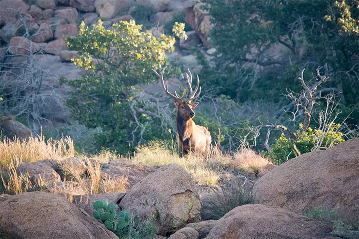 Wichita bull elk.jpg