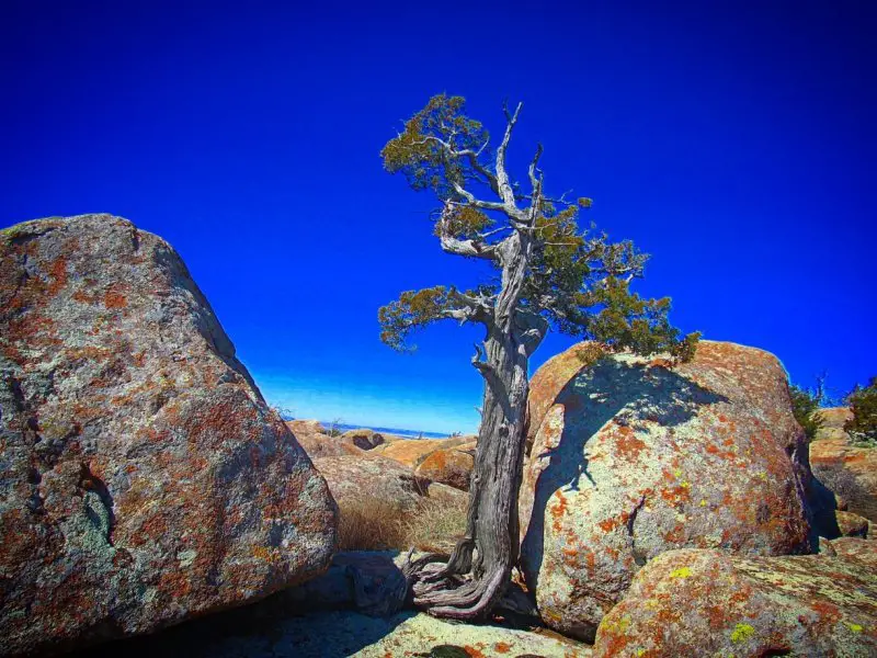 Wichita Mountain cedar.jpg