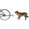 leash.jpg