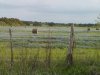 bluebonnets1.jpg