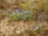 Photo-0101.jpg