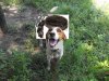 Ralf now a coon dog 2.jpg