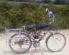 wild plums and bike.jpg