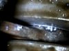 66cc_crankshaft2.JPG
