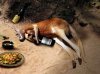 tuff kangeroo drinking.jpg