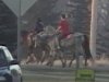 Horses in Scarville 2012 004.jpg