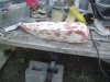 DSC05373.JPG