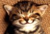 cute-animal-4.jpg