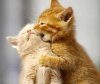 cute-animals-wallpapers-13.jpg