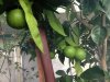 Orange Tree with close up trellis-1.JPG