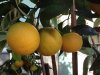 2013 Crop Oranges.JPG