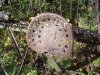 DSC05922.JPG