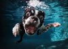 dog underwater.jpg