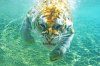 tiger under water.jpg