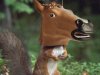 horse_squirrel1-660x495.jpg