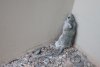 pack-rat2.jpg