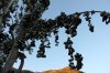 shoe tree branch.JPG