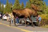 moose.jpg