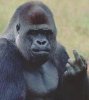 ape-finger-b21.jpg