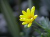01 flower.jpg