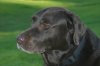 Choco 014_edit[0].jpg