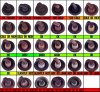 Spark plug color chart.jpg