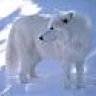 Arctic Wolf