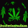 budwiseradam