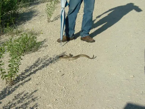 2007 nice Rattle Snake was sun bathing on the road before I came along and caught him..... dang that was some good eating........!
Not really, wife m