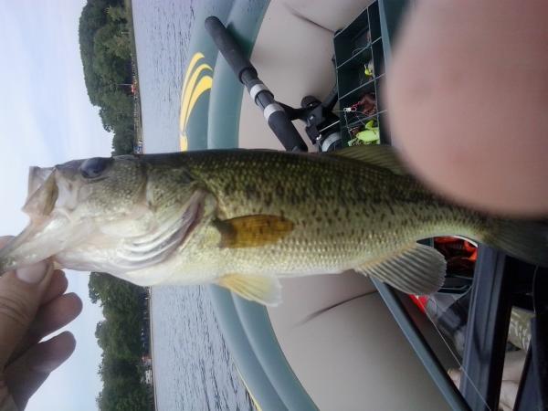 A medium sized fresh water large mouth bass caught him July 19th, 2014, definitely a keeper and will be eating it tonight along with the larger one wi